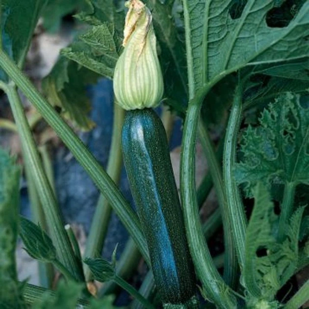 ЛЕЙЛА F1 / LEILA F1  Кабачок, Enza Zaden 250 нас