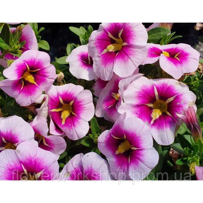Калібрахоа Superbells Unique Orchide Star ( В ГОРЩИКУ )