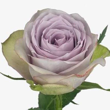 Лаллабей (Lullaby)