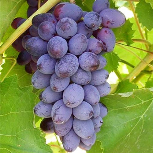 Киш миш Юпітер