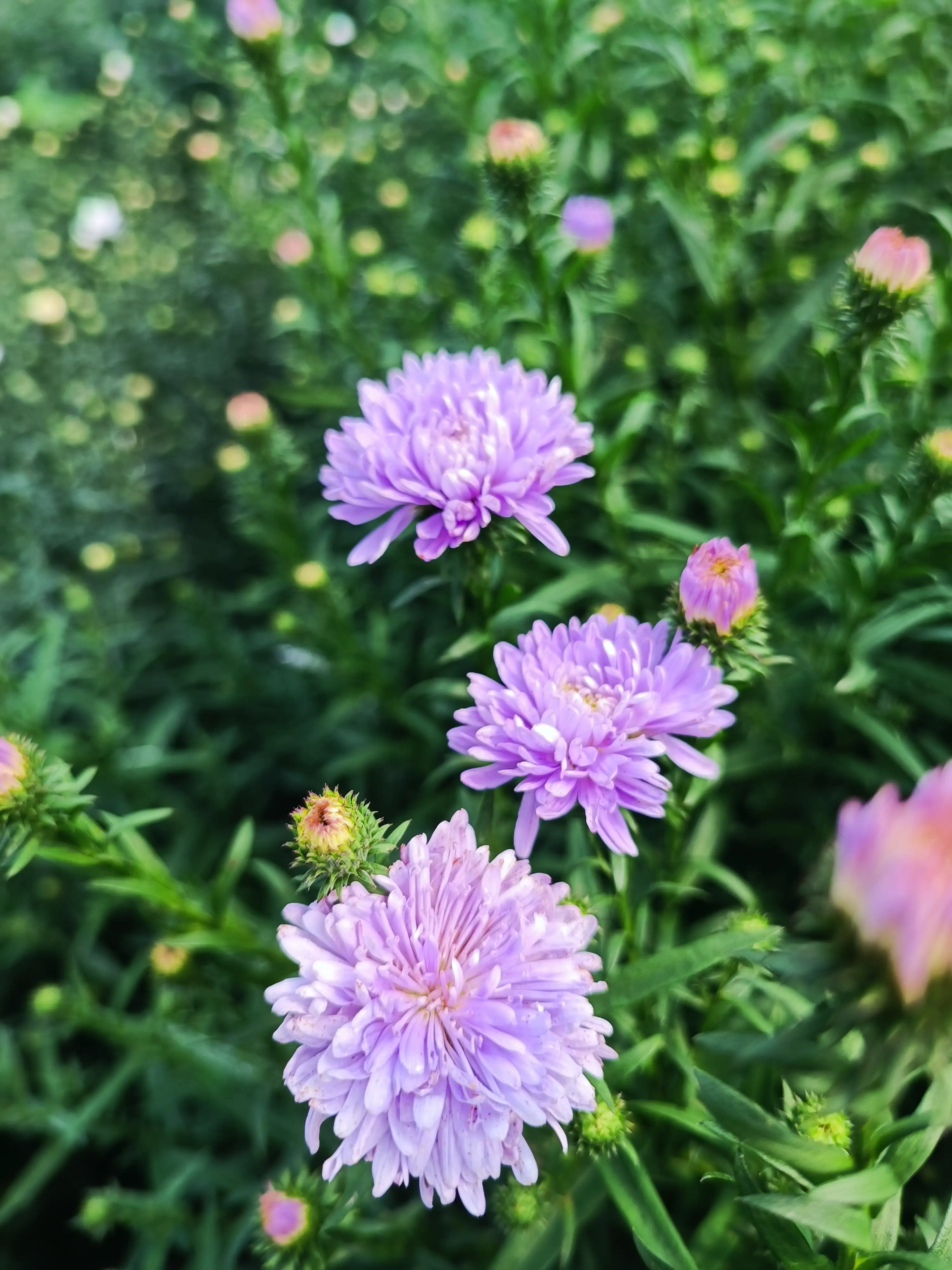 Айстра Showmakers Lilac Sunset в горщику р.12