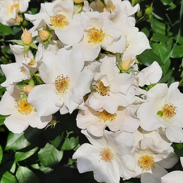 Саллі Холмс — Sally Holmes