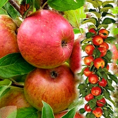 Колоновидна яблуня Еліта