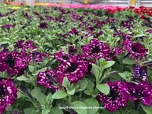 Петунія Splash Dance Magenta Mamba (касетна розсада)