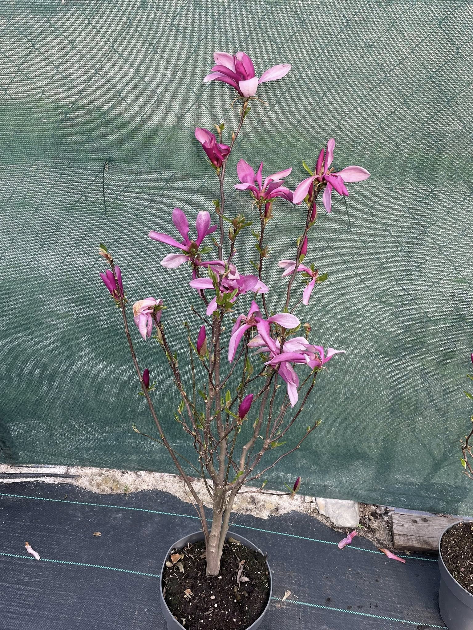 Магнолія 'Сюзан' (Magnolia 'Susan')