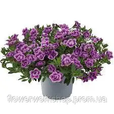Калібрахоа Cabaret Special Double Purple Bicolor (касетна розсада)