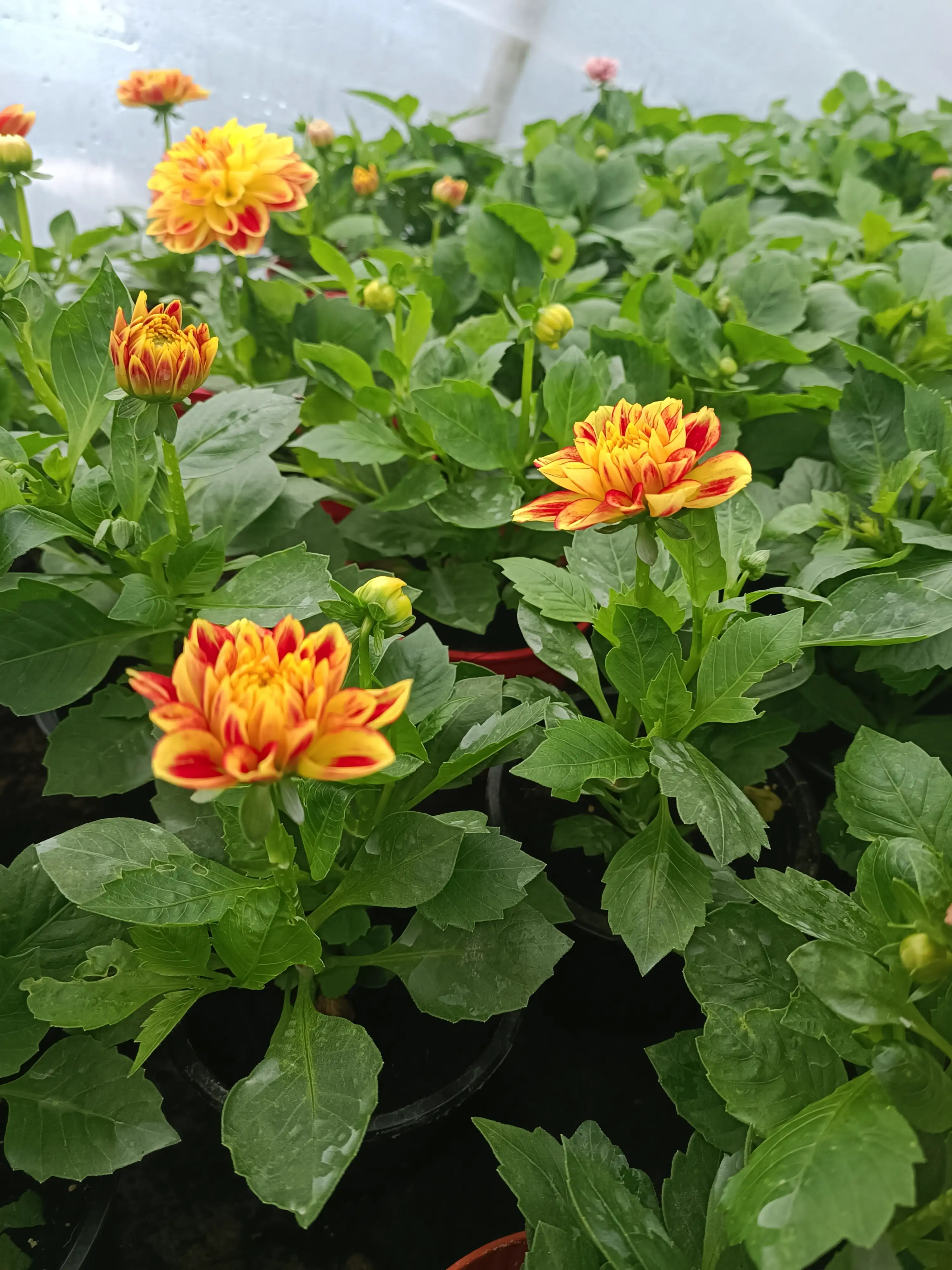 Жоржина Пауер Триколор (касетна розсада)