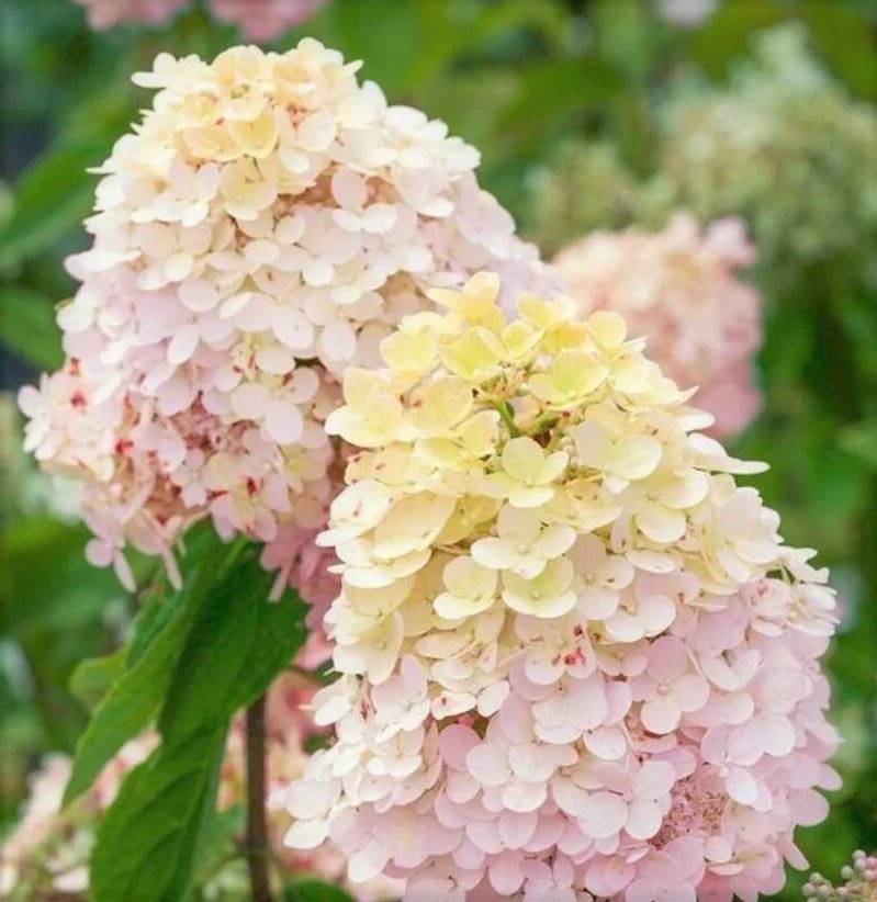 Гортензія волотиста Little Fresco