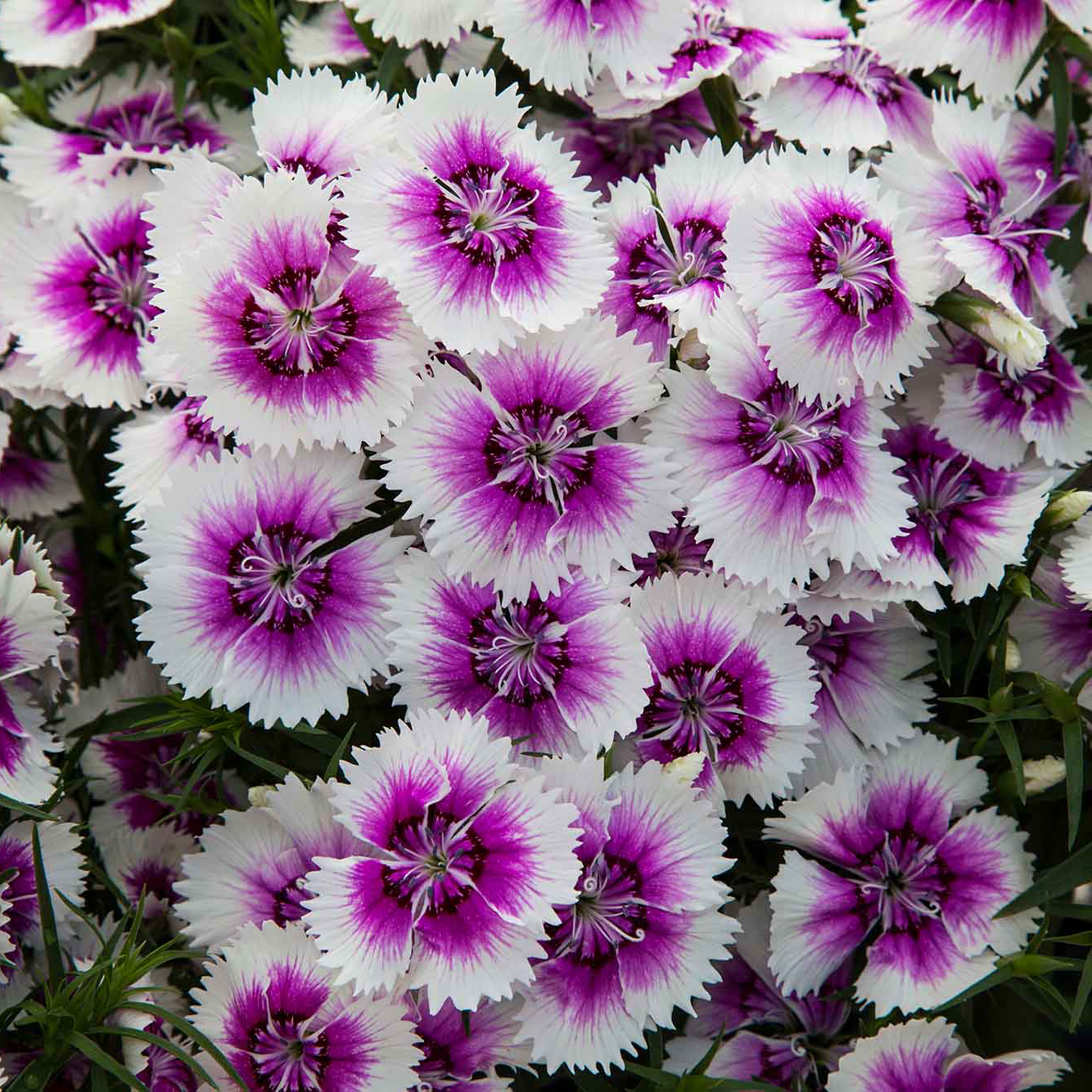 Насіння гвоздики китайської IQ (Айк'ю) фіолетовий лід Floranova 100 шт драже