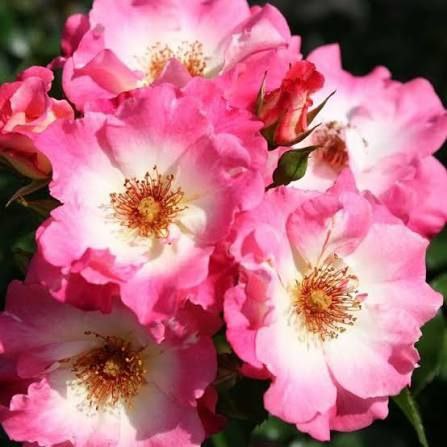 Доломіті (Dolomiti)