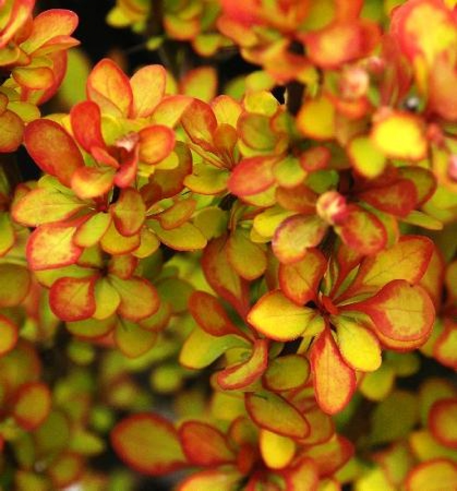 Барбарис Тунберга Summer Sunset