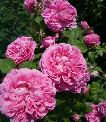 🌹 Троянда шраб "Поль Нейрон"