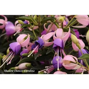 Фуксія Shadow Dancer Carolina