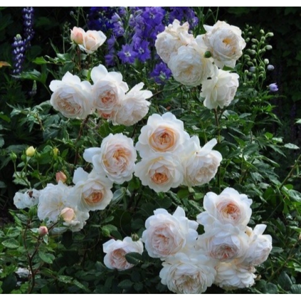 Крокус Роза — Crocus Rose