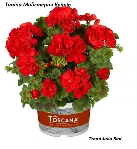 Пеларгонія Зональна червона Trend Julia Red
