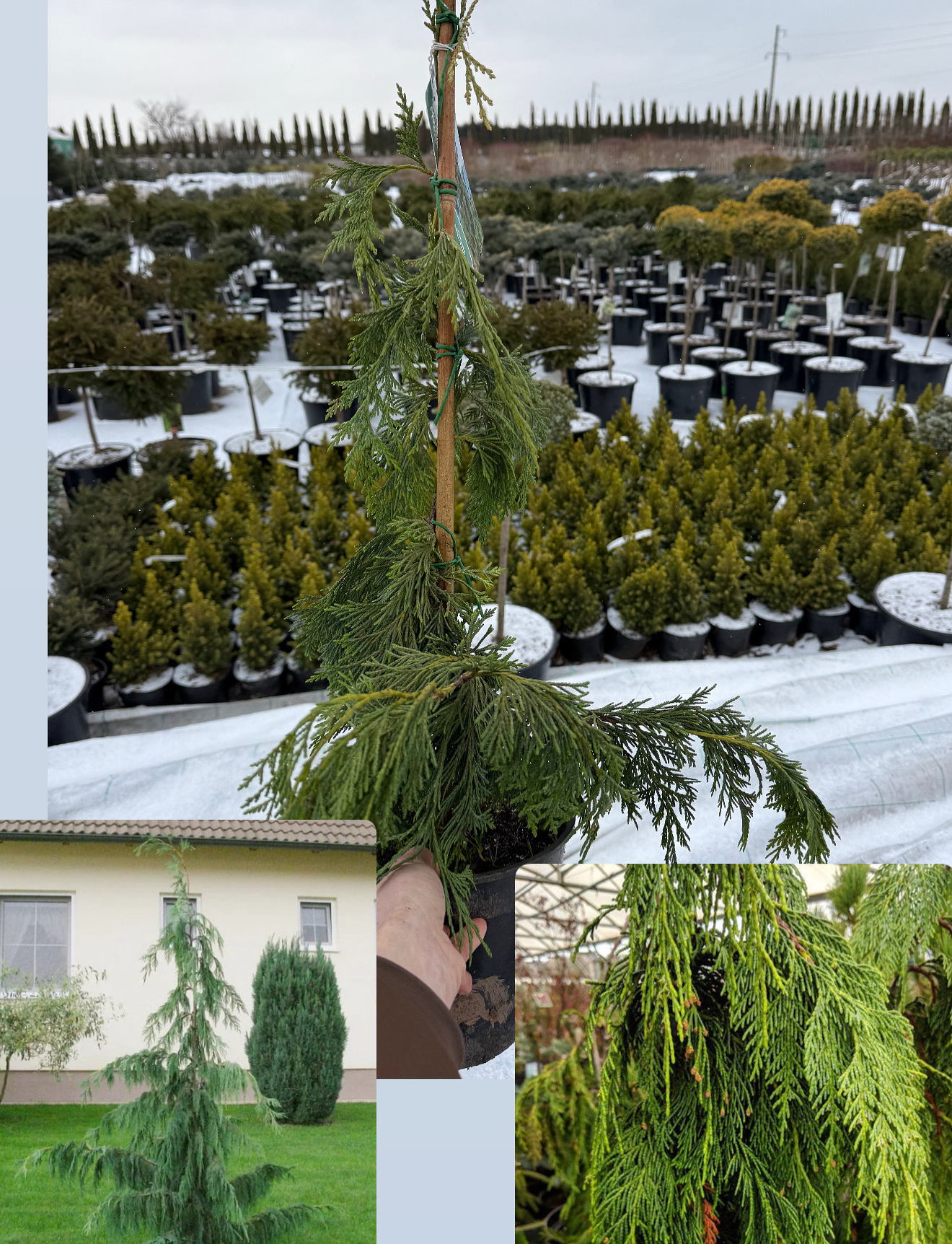 Кипарисовик нутканський пендула