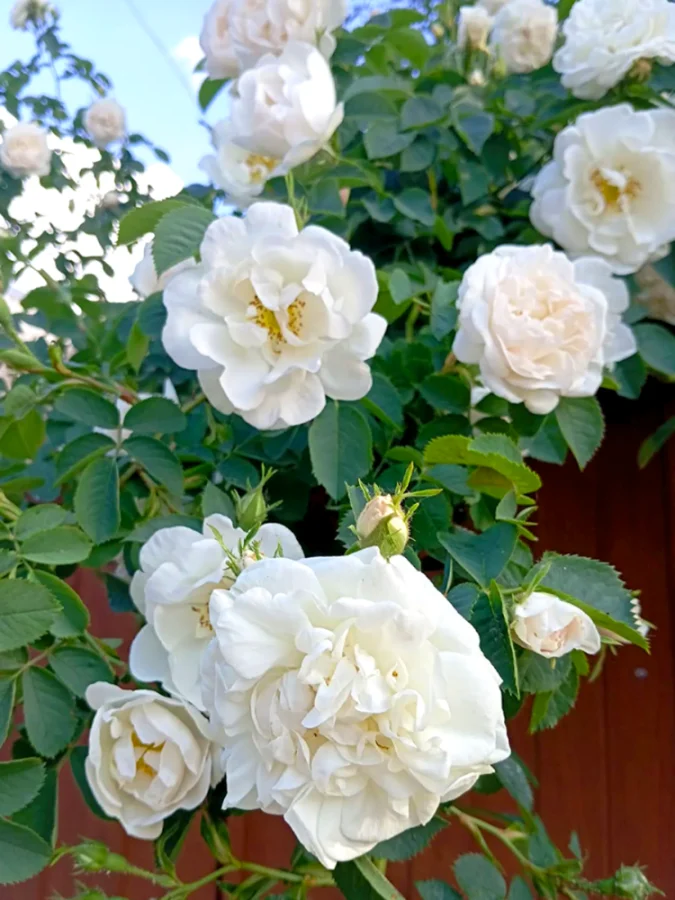 Троянда плетиста Mont Blanc