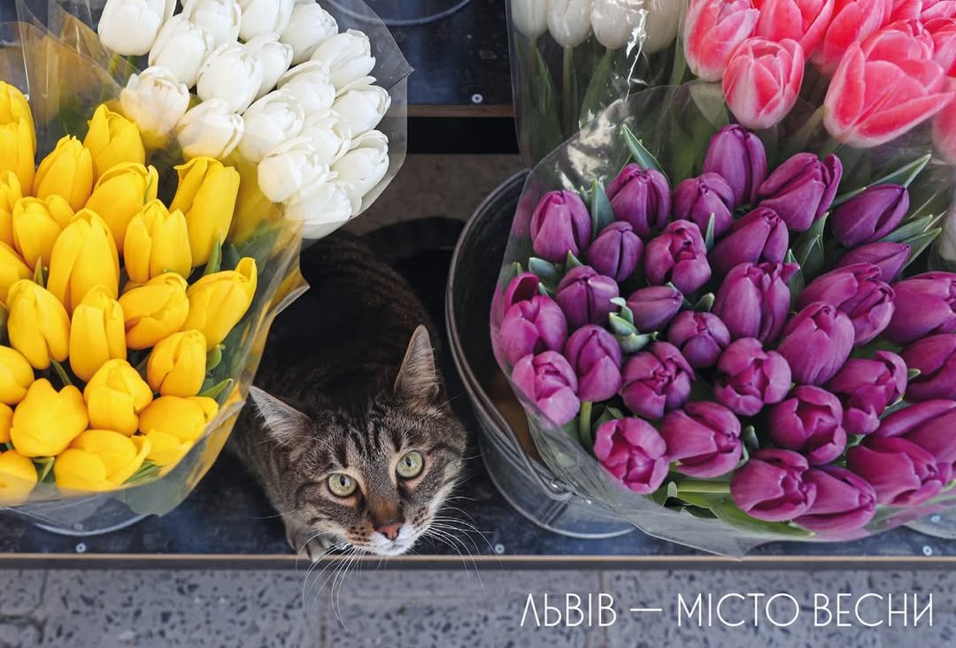 Листівка. Львів — місто весни | Lviv — The City of Spring