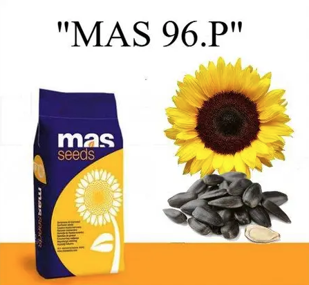 Насіння соняшнику MAS 96.Р MAS Seeds, насіння високоврожайного соняшнику Мас сідс