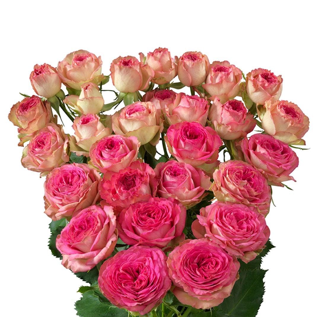 Джолі Трендсеттер (Jolly Trendsetter)