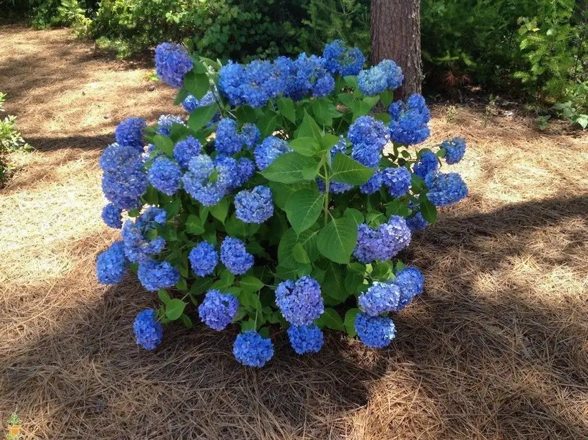 💙 Гортензія широколиста 'Nikko Blue' (Hydrangea macrophylla 'Nikko Blue') в касеті