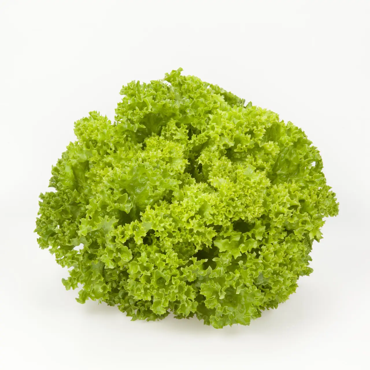 Локарно, Лолло Біондо, 100 шт (ЛАН)