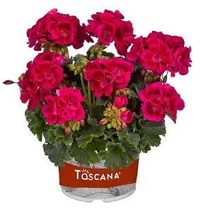 Пеларгонія зональна Dolce Vita Mia Purple Eye