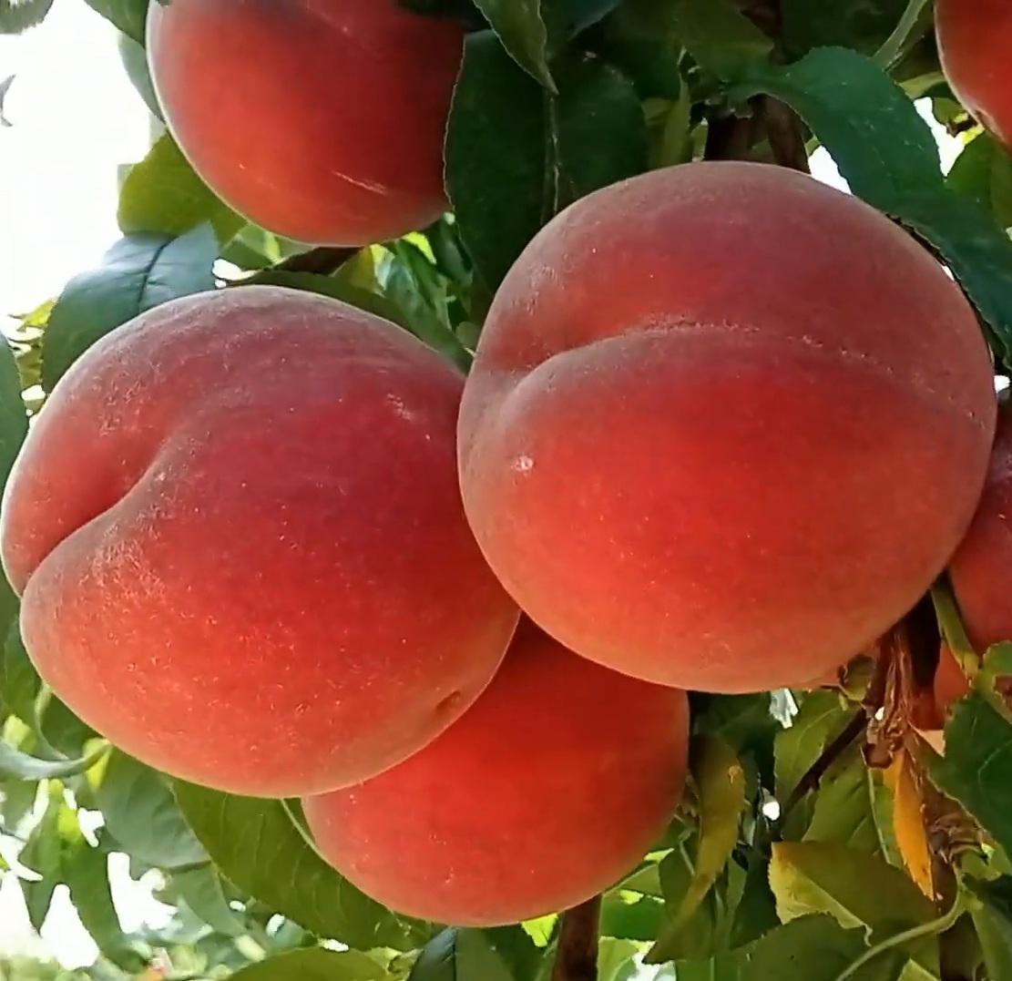 Персик Роял Саммер