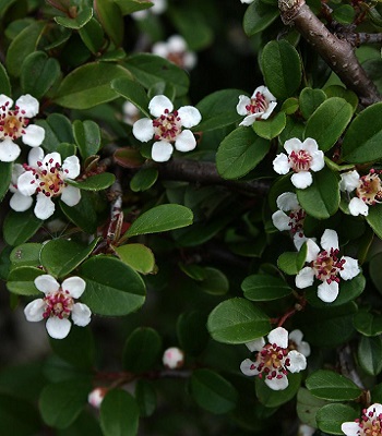 🌿 Кизильник "Eichholz"