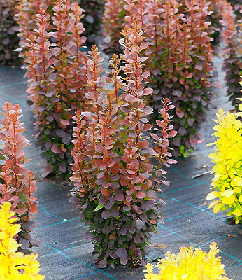 🌿 Барбарис "Dariusz" (Berberis thunbergii "Dariusz")