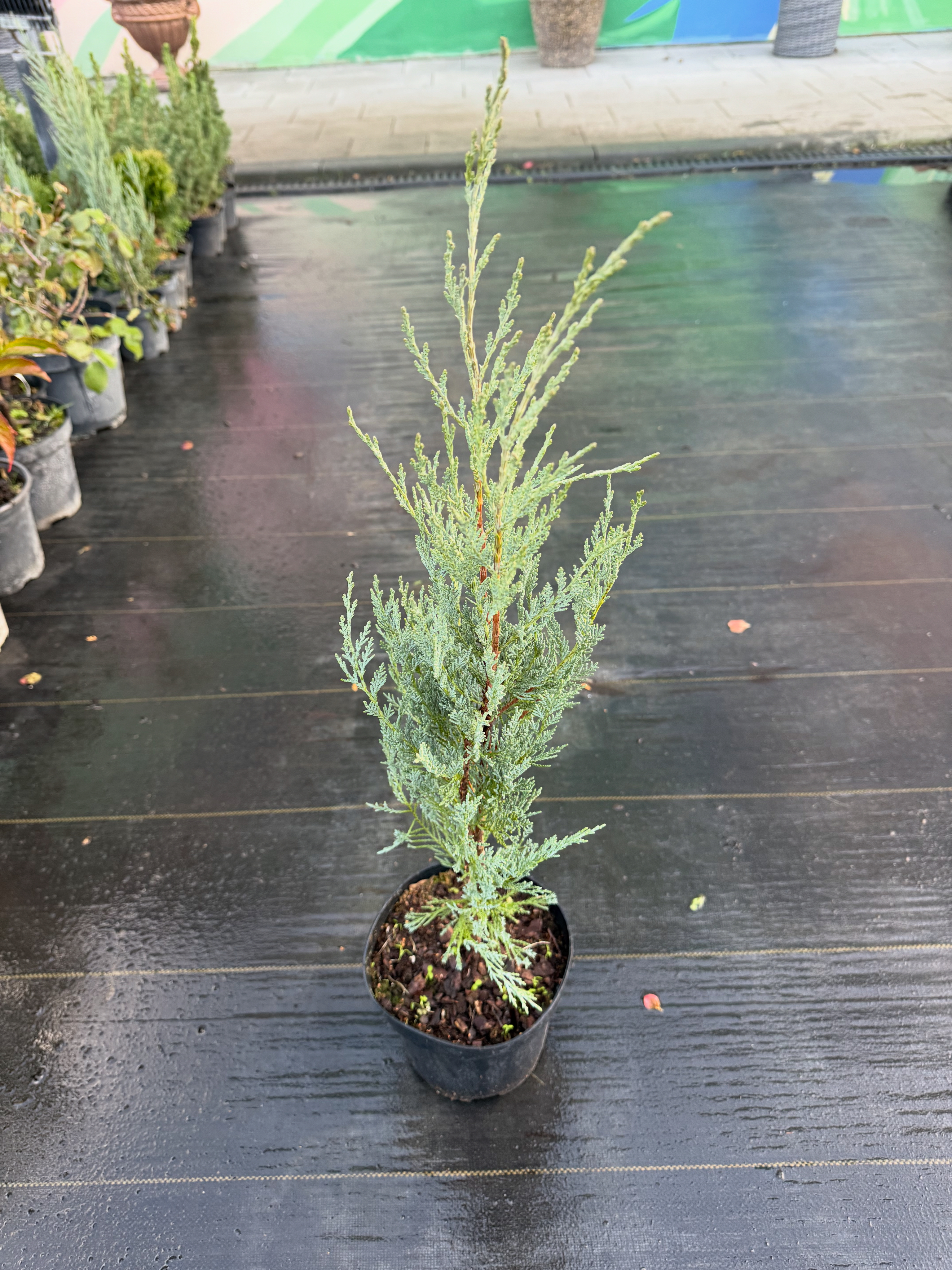 Ялівець мунглоу 70 см  170 грн Від 10 шт по 160 грн