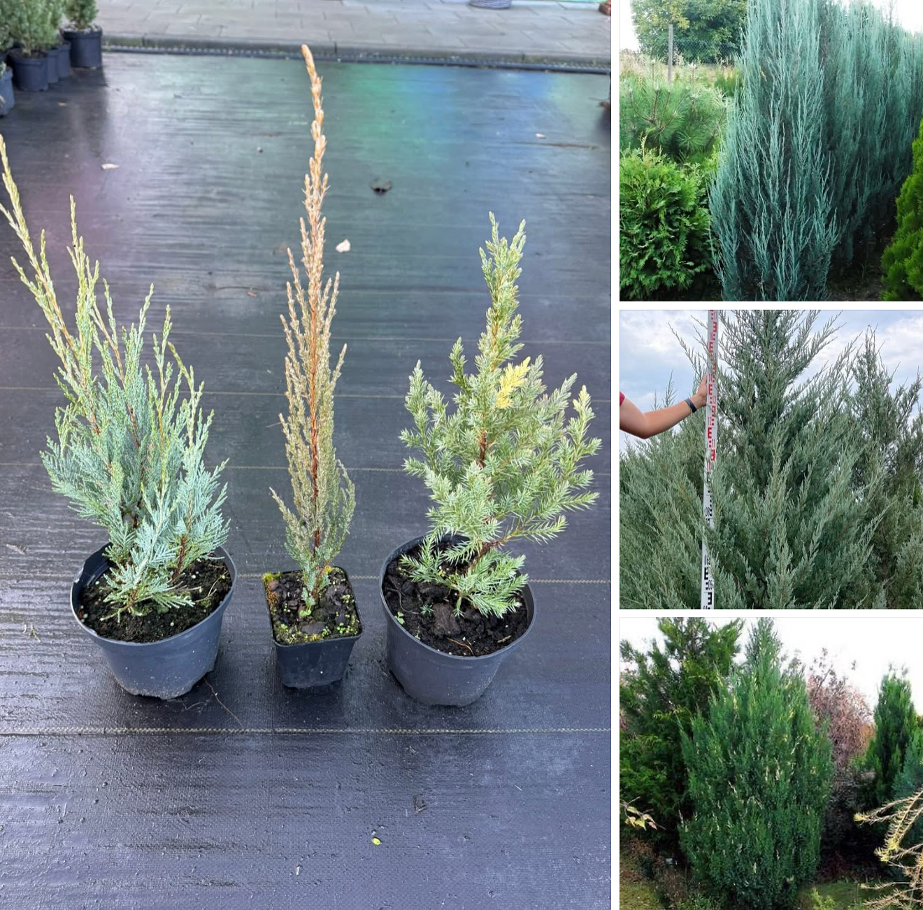 Набір швидкоростучих ялівців  Блю ароу , мунглоу , стрікта веріагатна