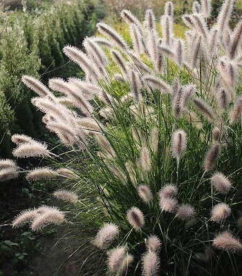 🌾 Pennisetum "Lady U"
