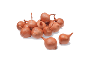 Цибуля-сіянка "Бізтро" (Biztro) TOP ONION