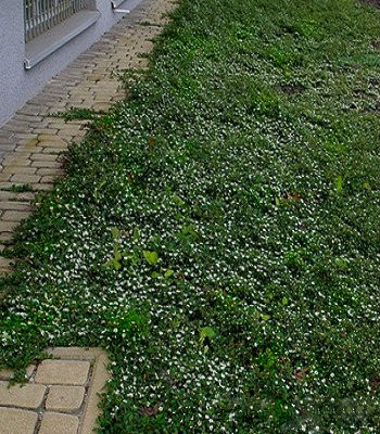 🌿 Кизильник "Queen of Carpets"