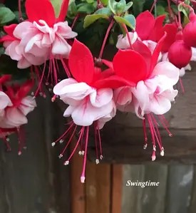 Фуксія Swingtime