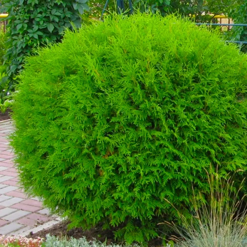 🌿 Туя Глобоза (Thuja occidentalis 'Globosa')