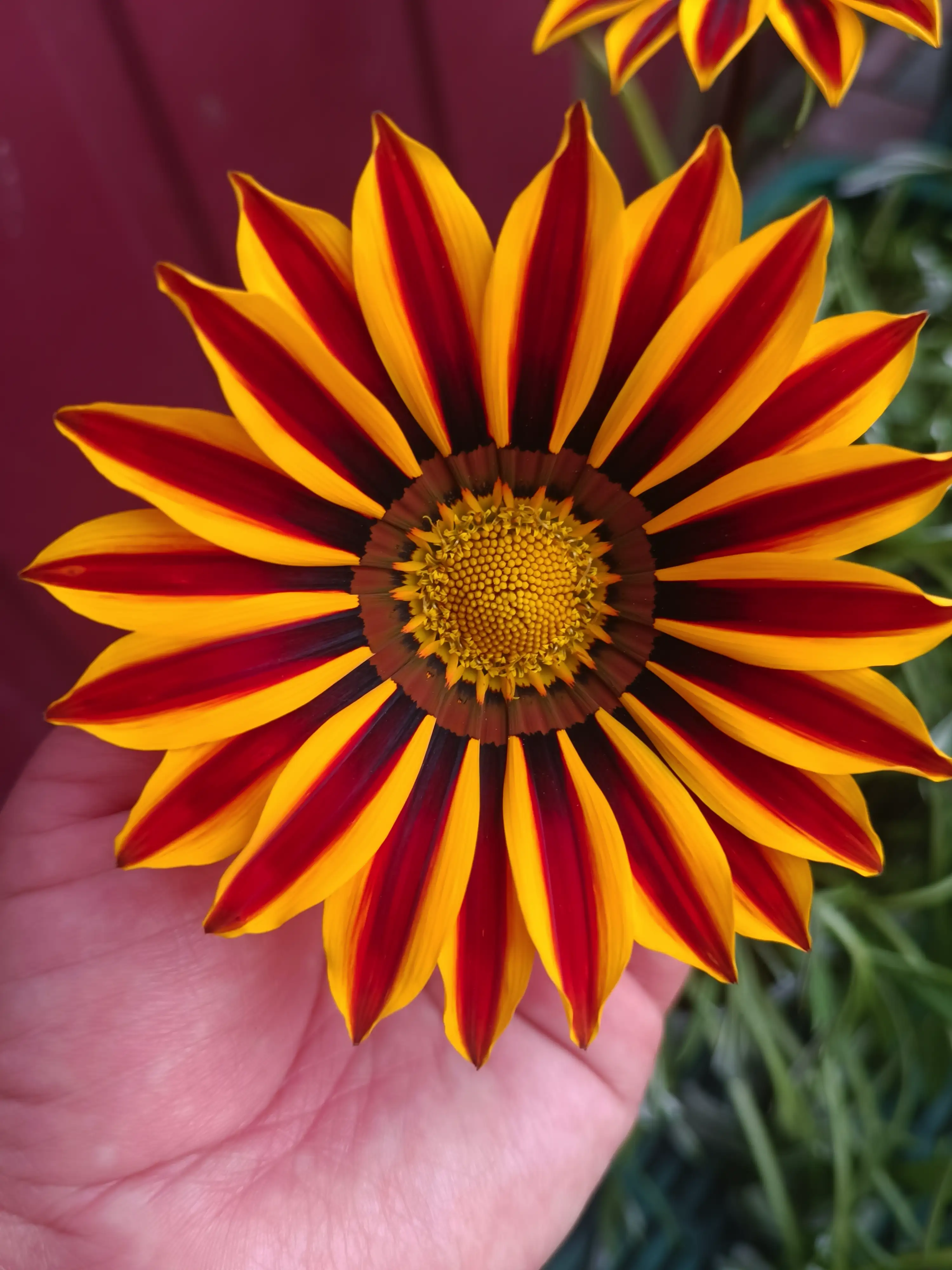 Газанія Big Kiss Orange Flame (касетна розсада)