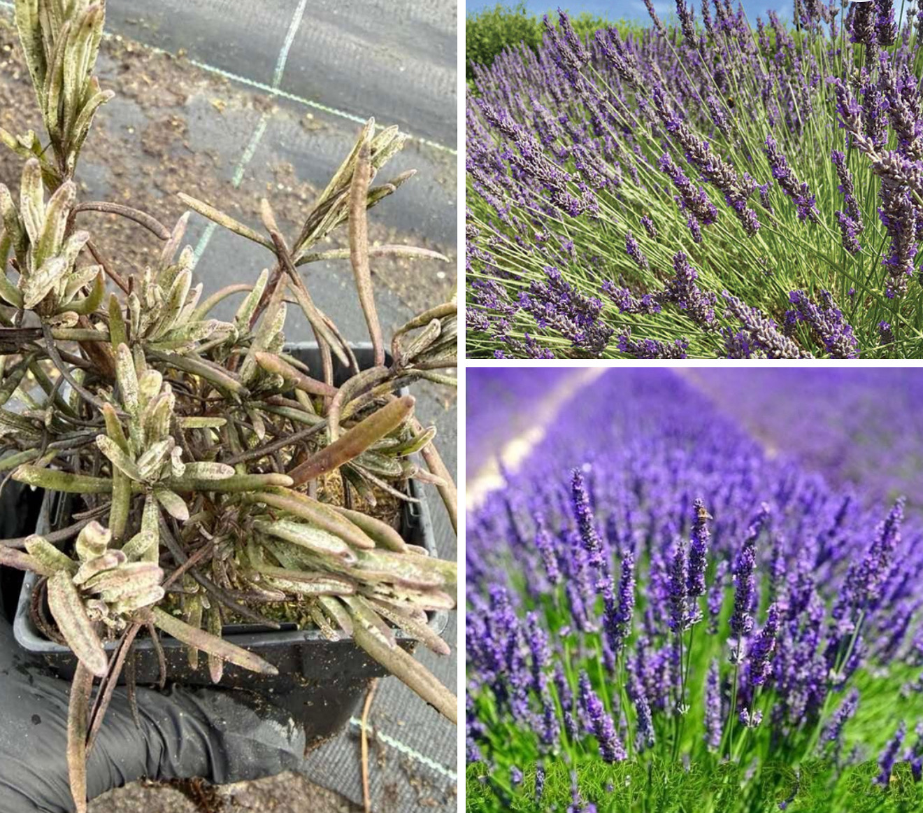 Лавандин гросо р9