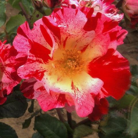 Крейзі Фо Ю (Crazy for You)