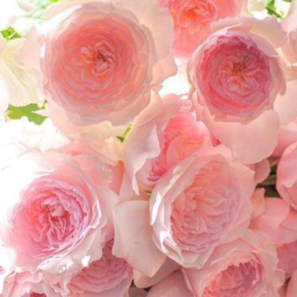 Місакі — Misaki