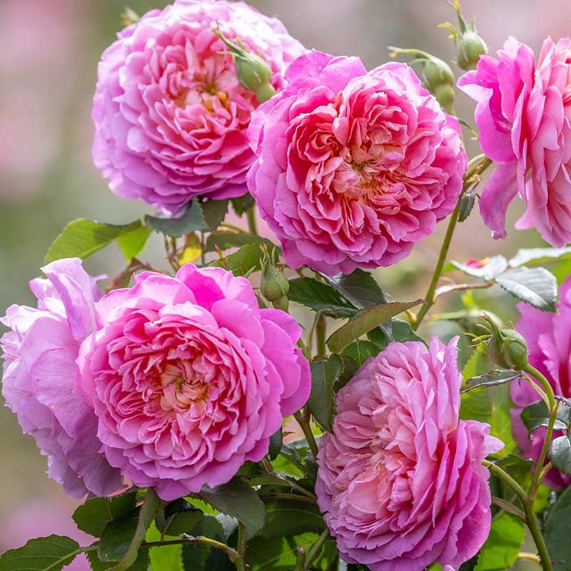 Емма Бріджвотер (Emma Bridgewater)