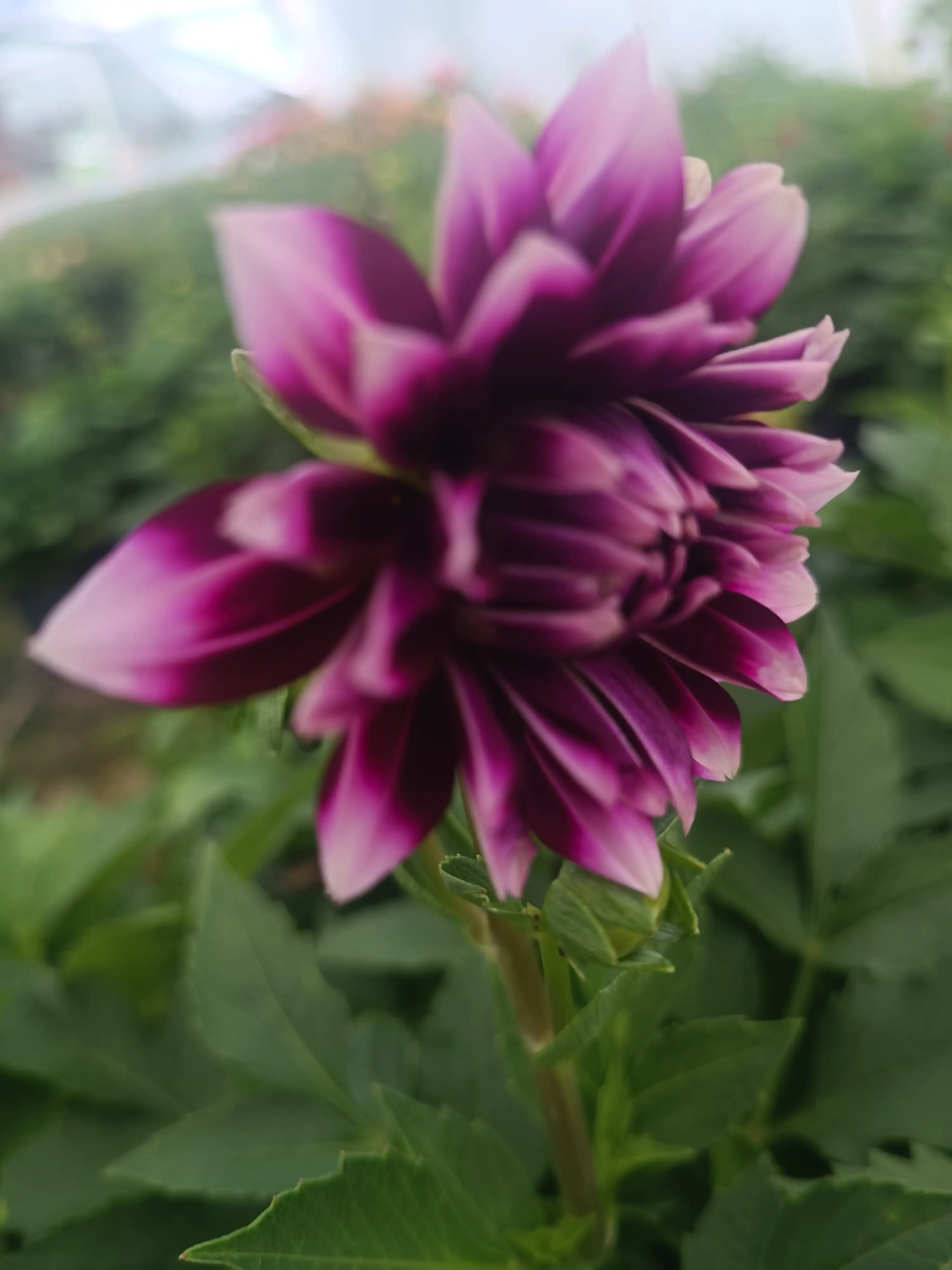 Жоржина Dalina Maxi Cancun (касетна розсада)