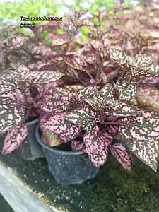 Гіпоестес рожевого кольору