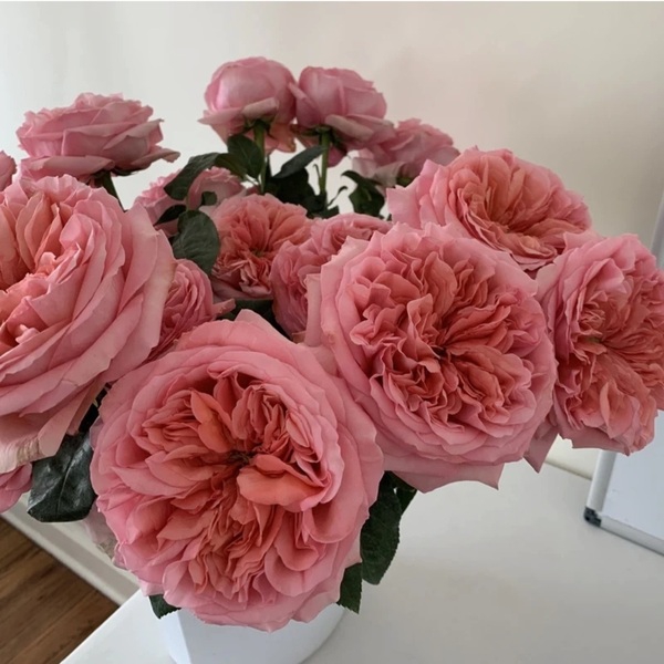 Пінк Експрешн — Pink Expression