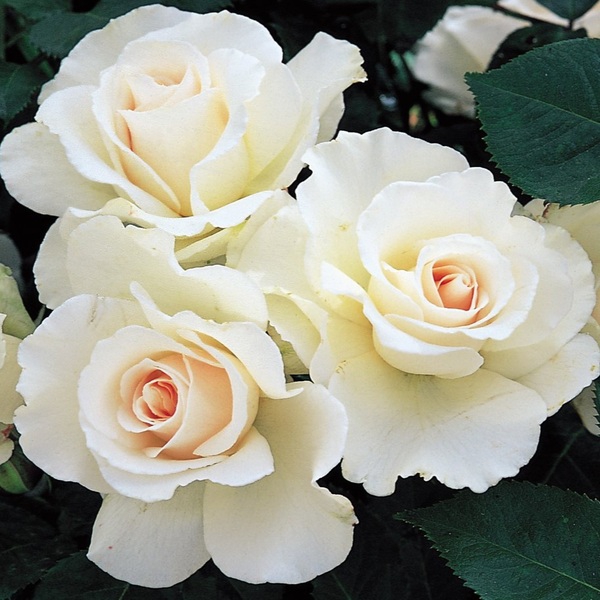 Маргарет Мерріл — Margaret Merril