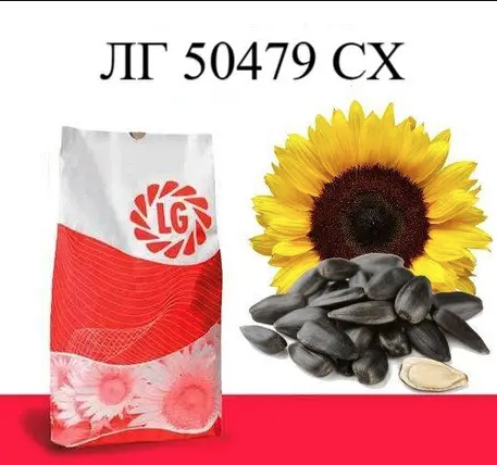 Насіння соняшнику ЛГ 50479 СХ Limagrain, насіння високоврожайного соняшнику Лімагрейн