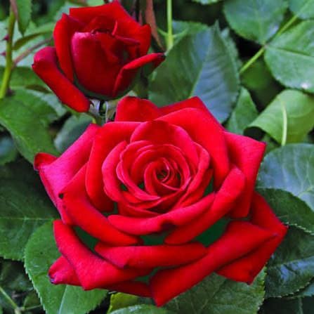 Вельвет Алібі (Velvet Alibi)