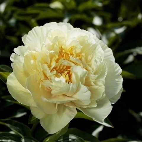 Півонія Санні Герл