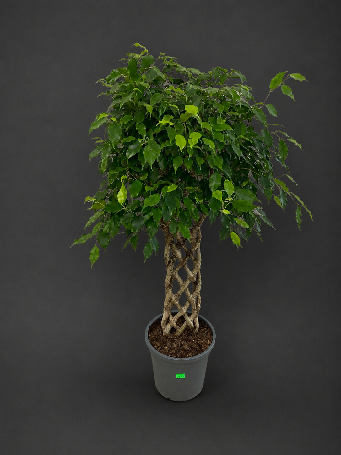 Ficus 1,40 cm 